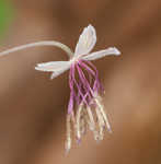 Southern meadow-rue